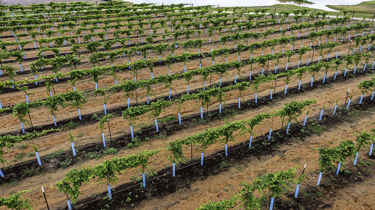 NEO | CHAMBERS CREEK