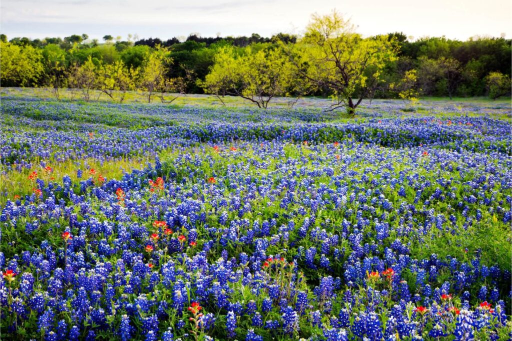 Why relocate to Texas?
