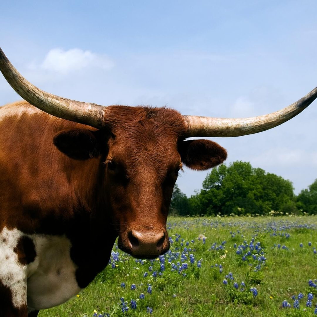 Discovering Texas, the Lone Star State of America